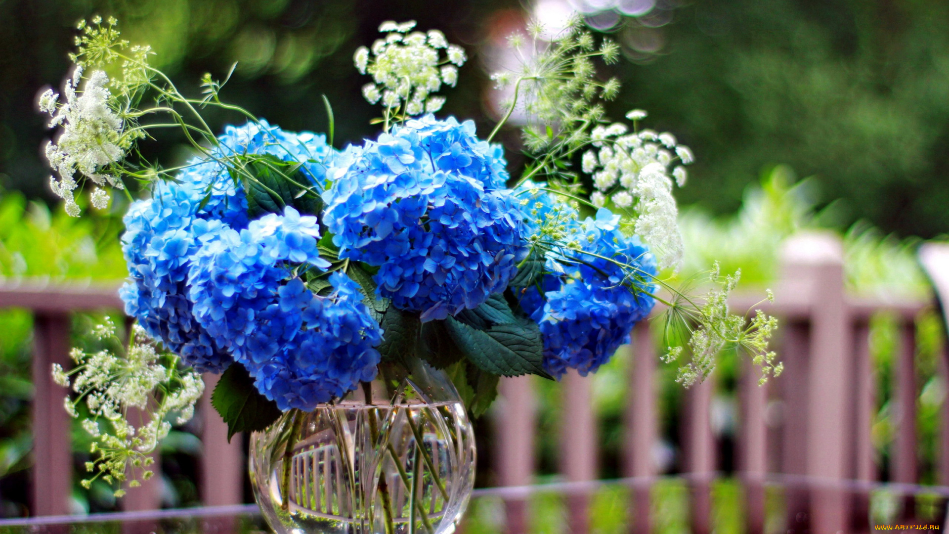 цветы, гортензия, синий