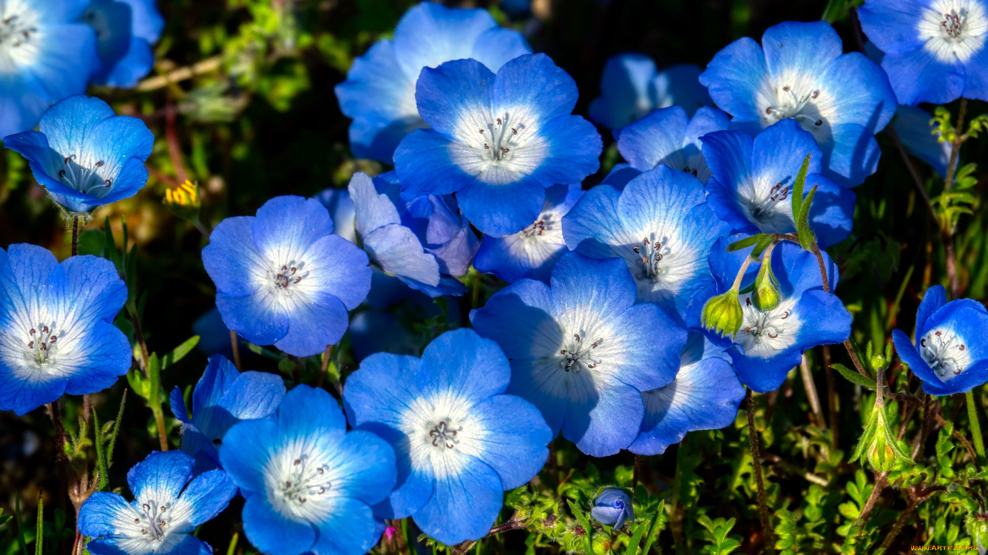 цветы, немофилы, , вероники, голубой