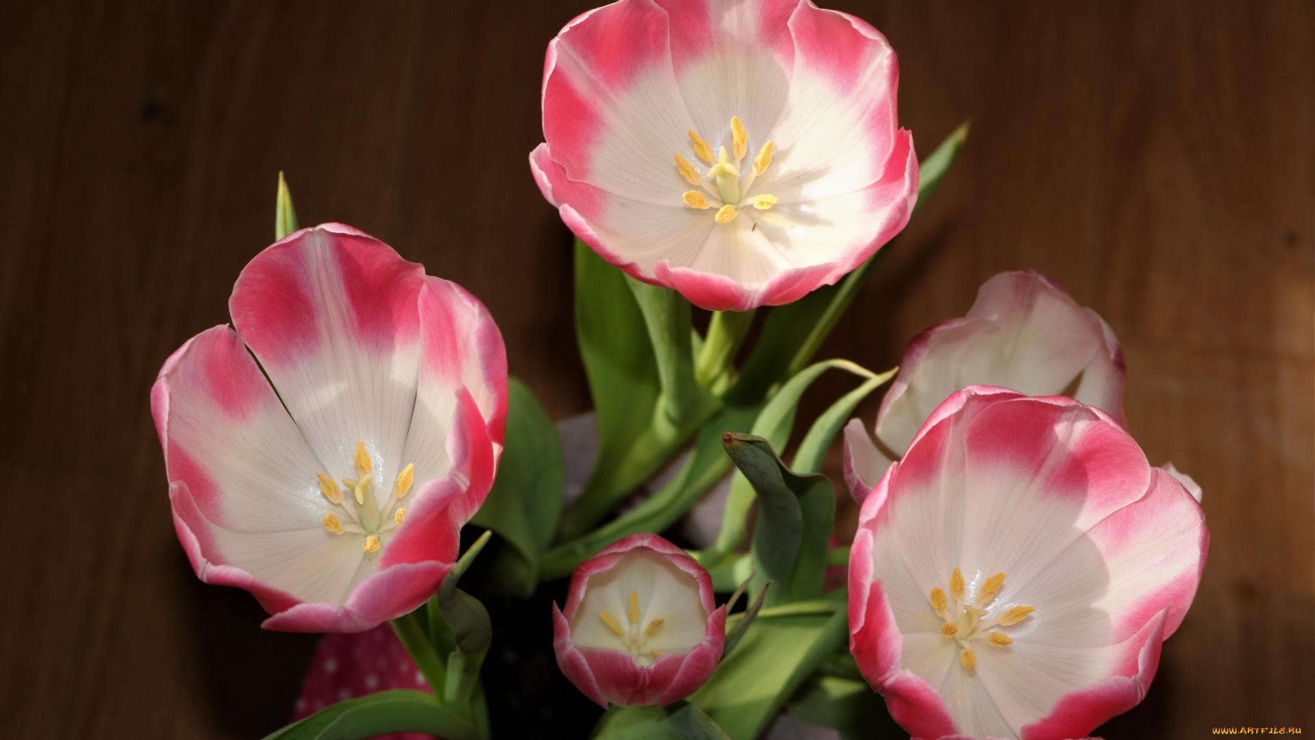 цветы, тюльпаны, двухцветные