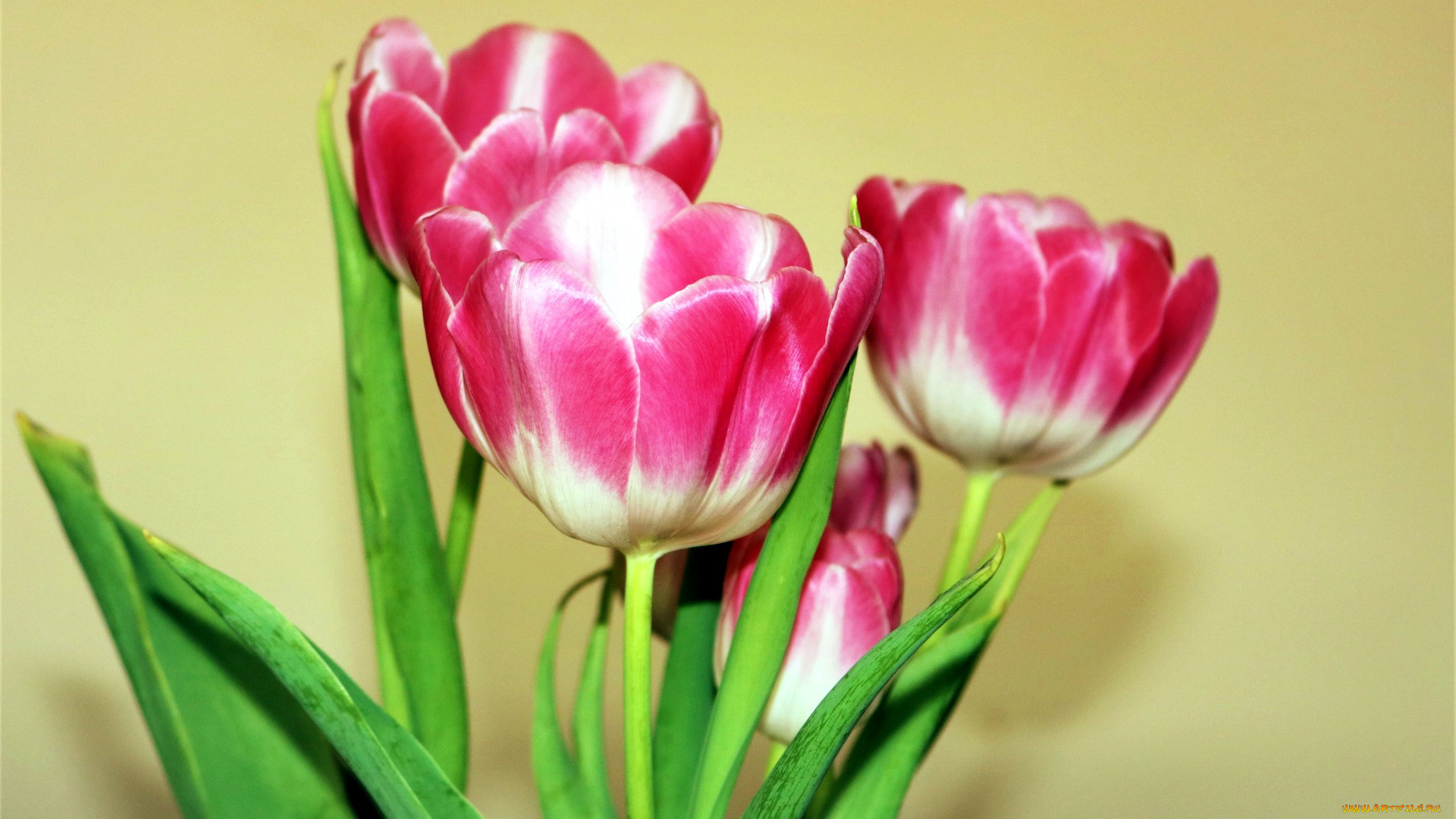 цветы, тюльпаны, двухцветные