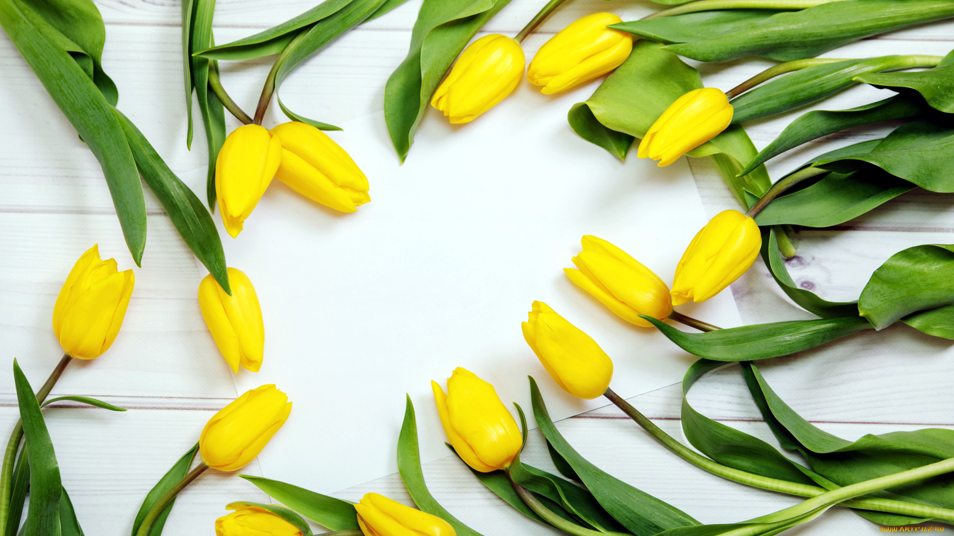 цветы, тюльпаны, желтые, бутоны