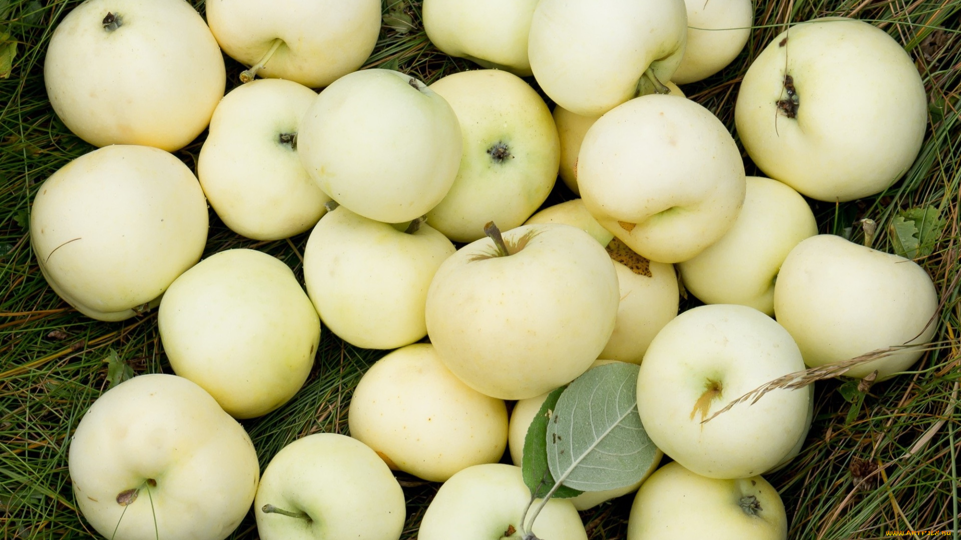 еда, яблоки