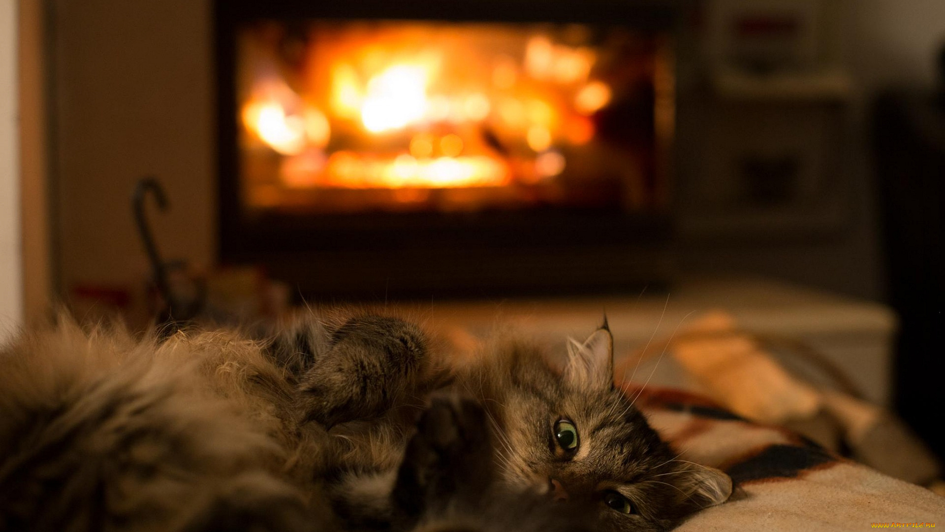 кошки, животные, коты