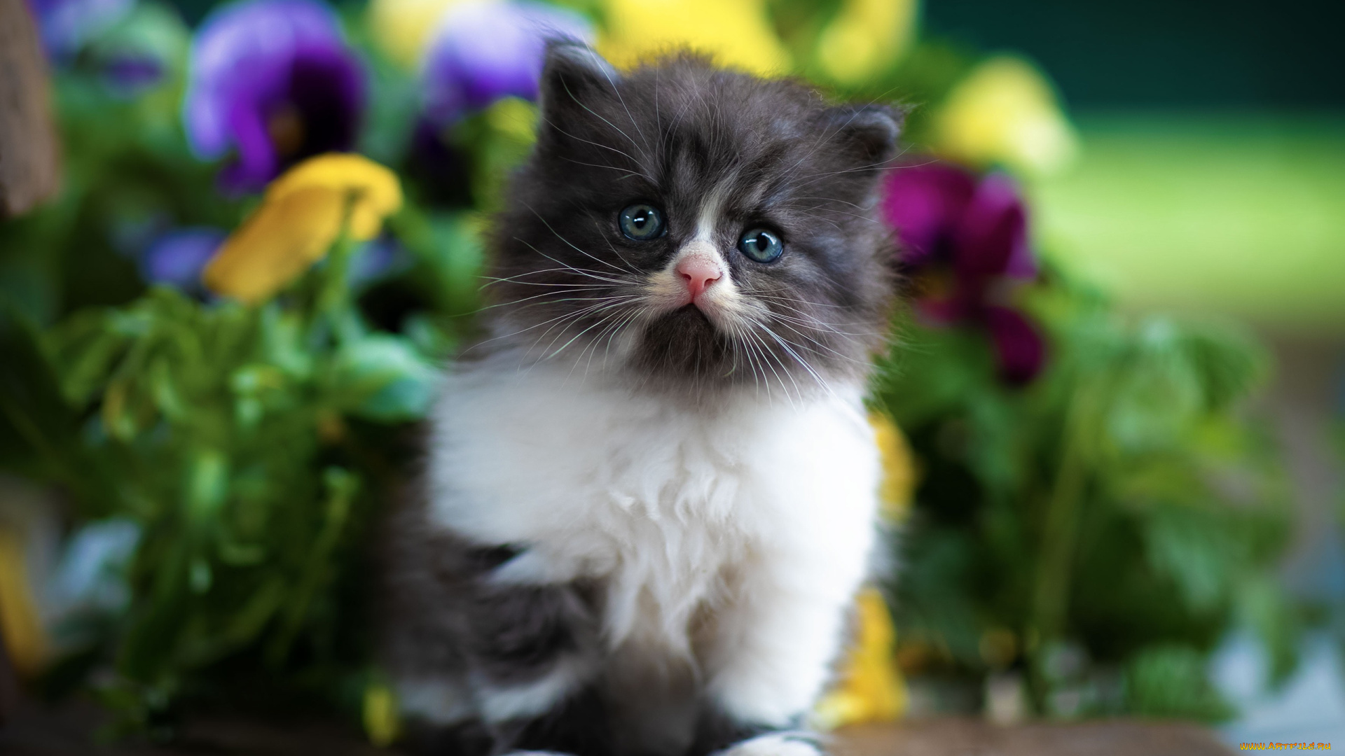 кошки, животные, коты