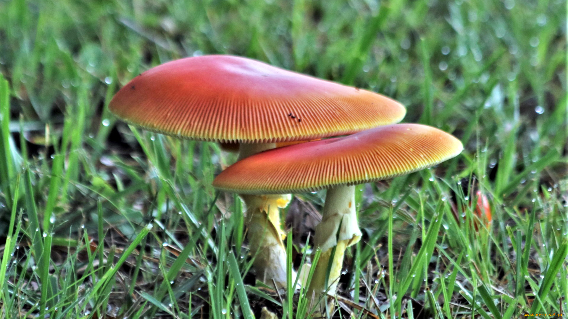 природа, грибы, дуэт