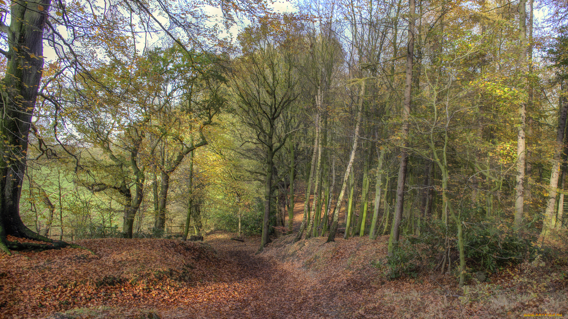 природа, лес, простор