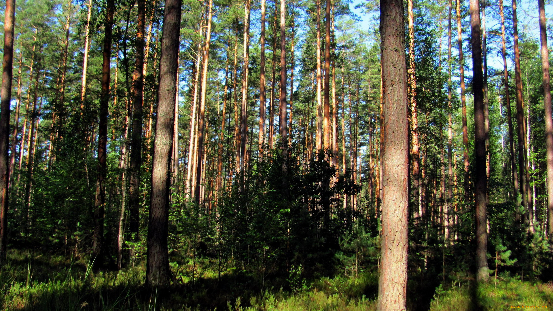 природа, лес, сосны