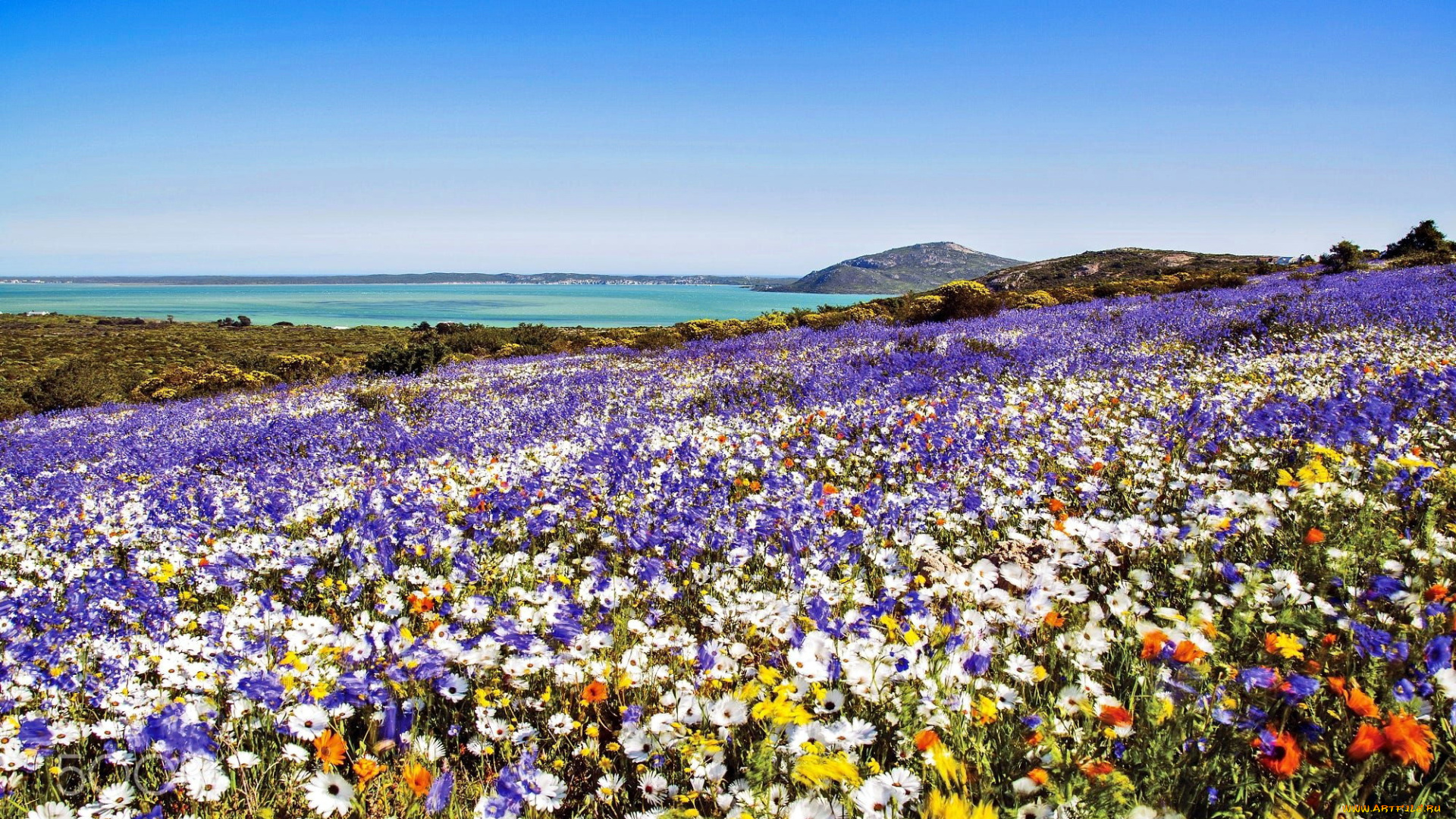 природа, луга, луг, цветущий