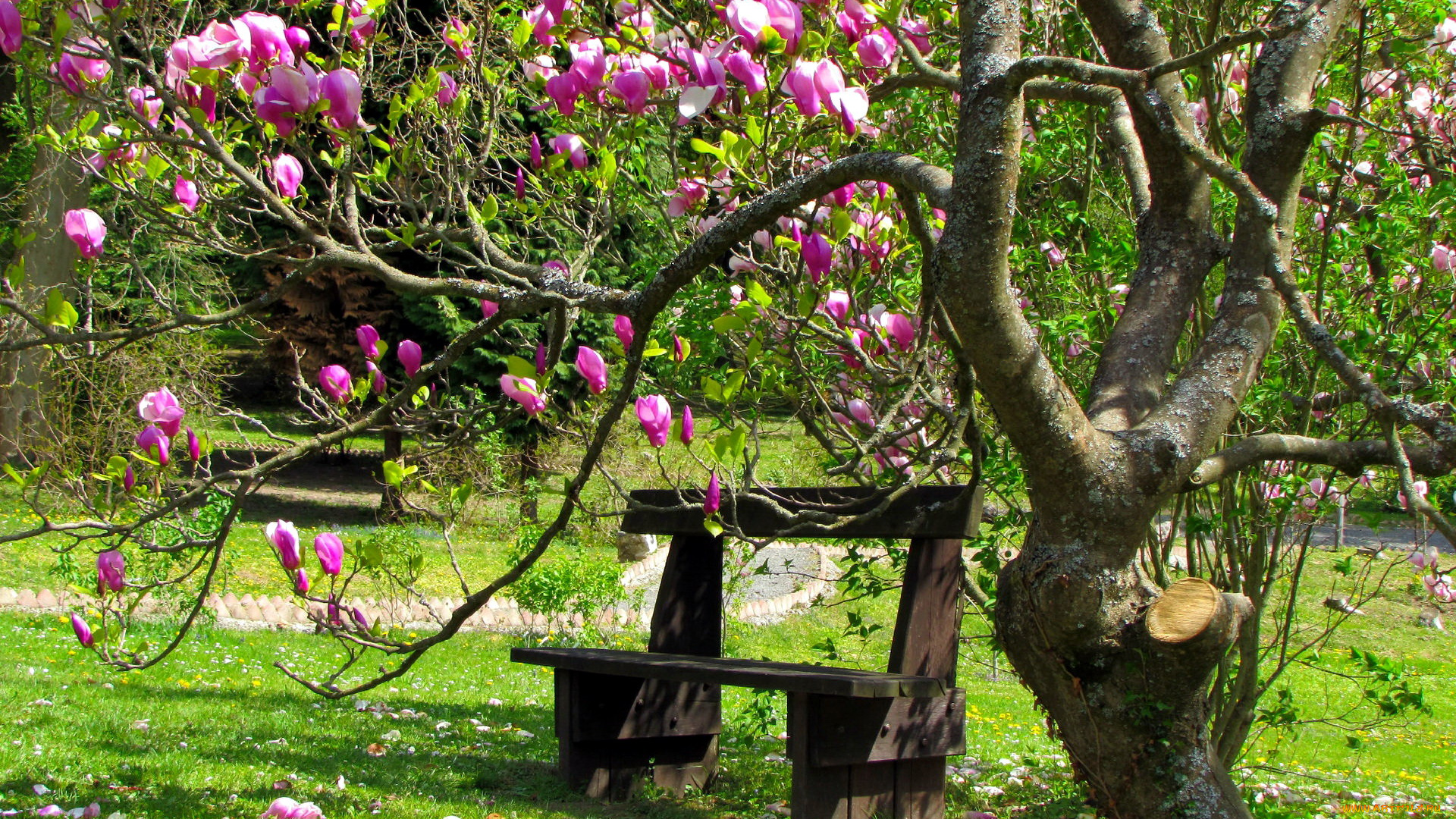 природа, парк, магнолия