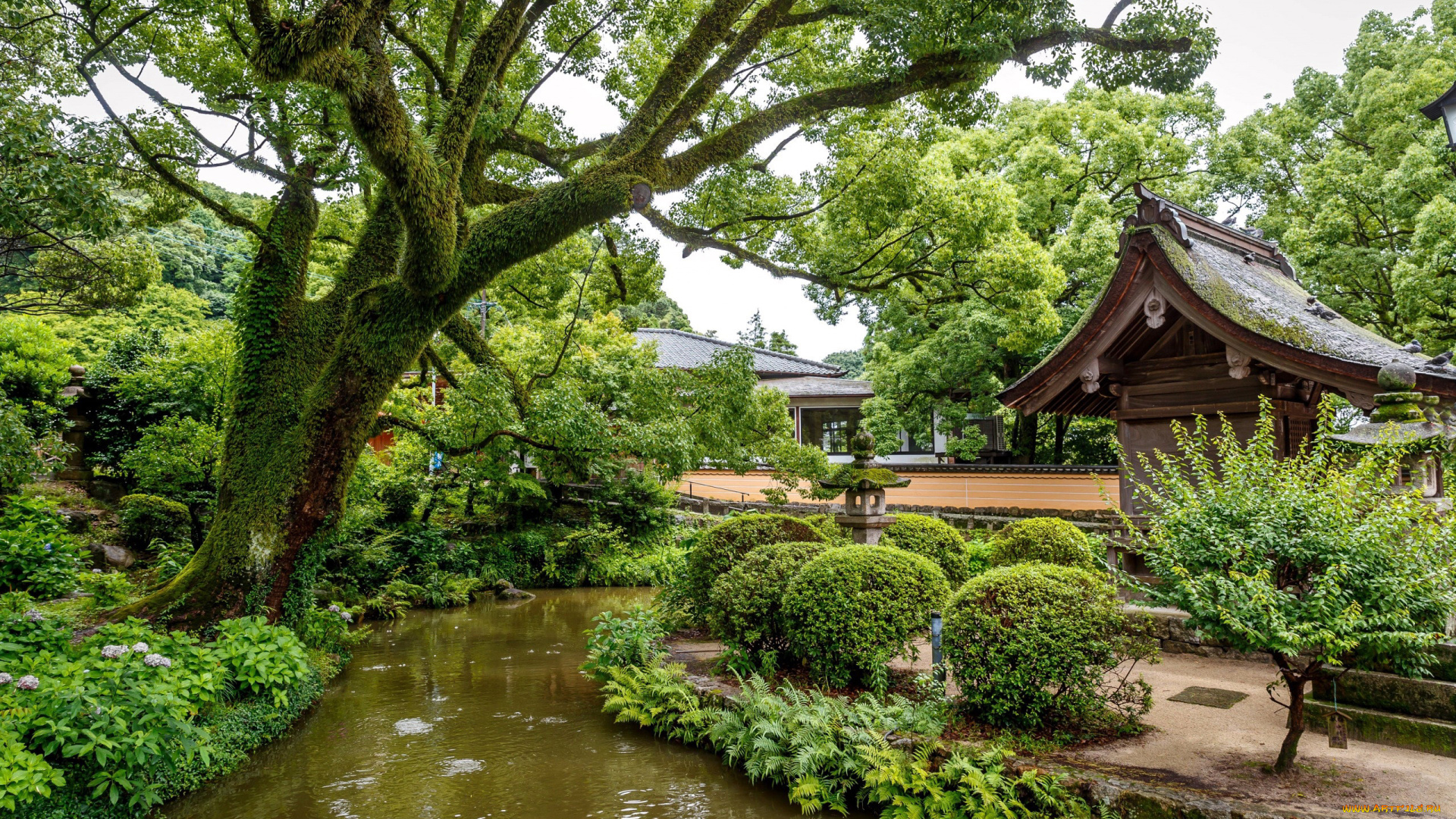 природа, парк, японский, садик