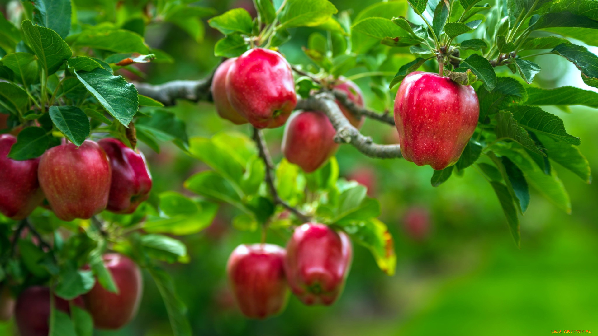 природа, плоды, яблоки