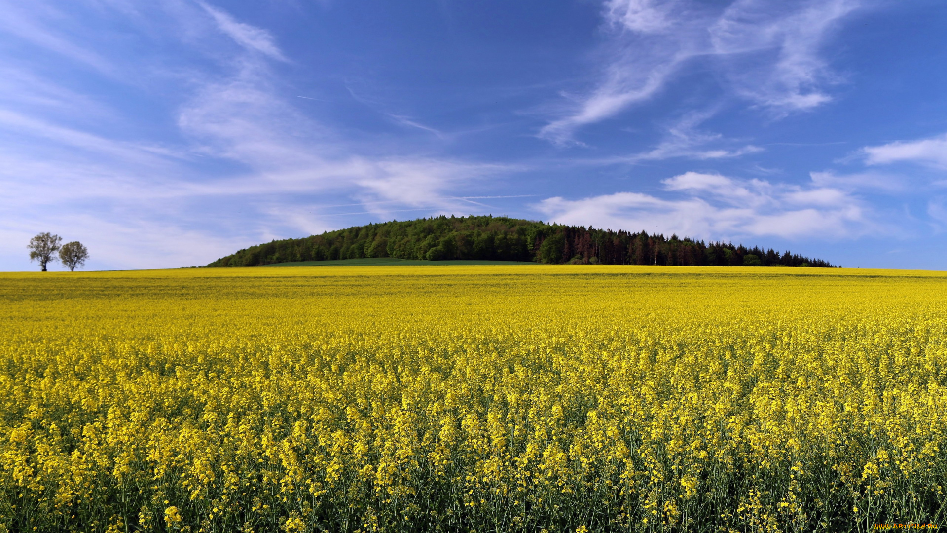 природа, поля, рапс