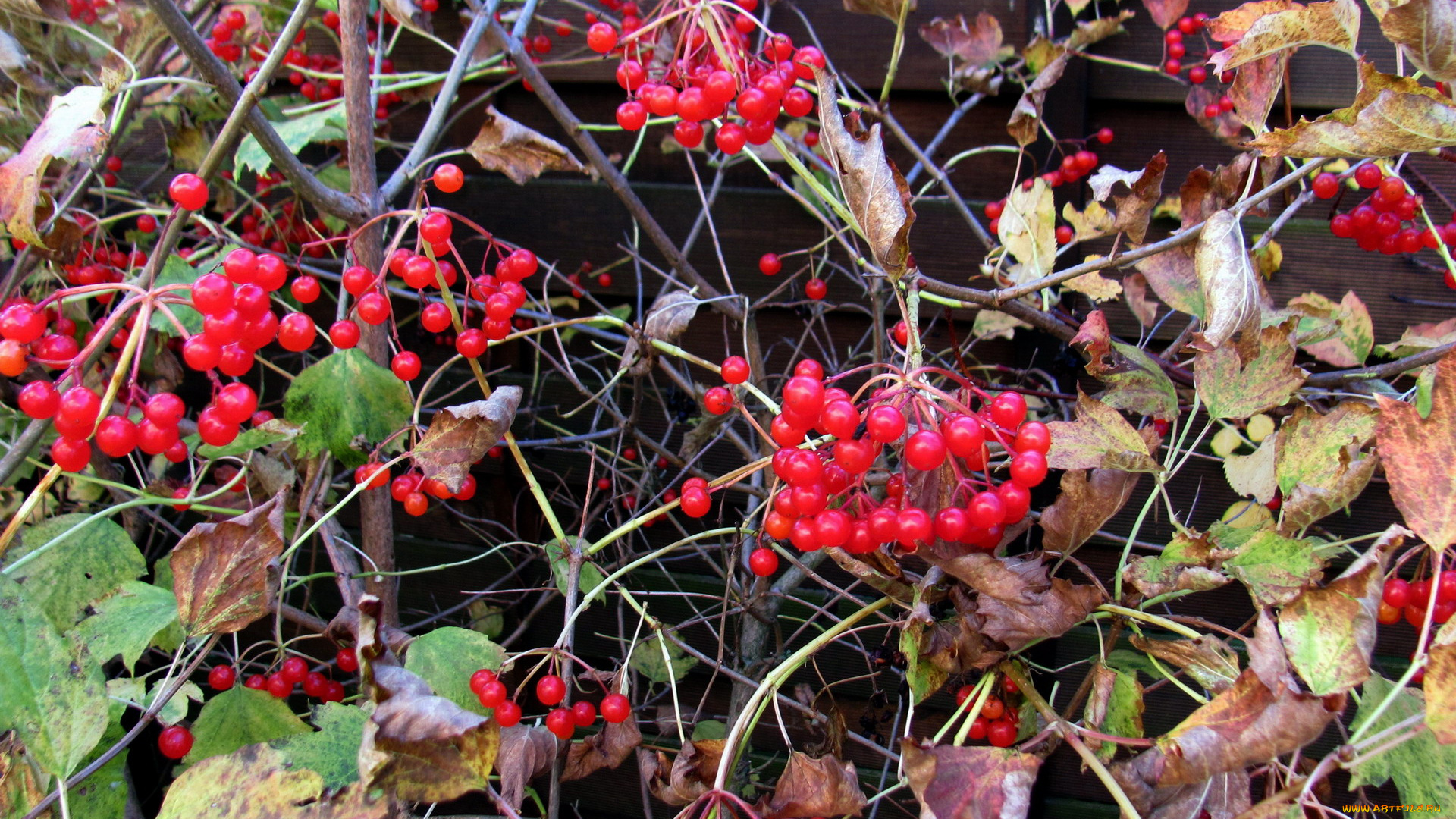 природа, ягоды, осень, листья