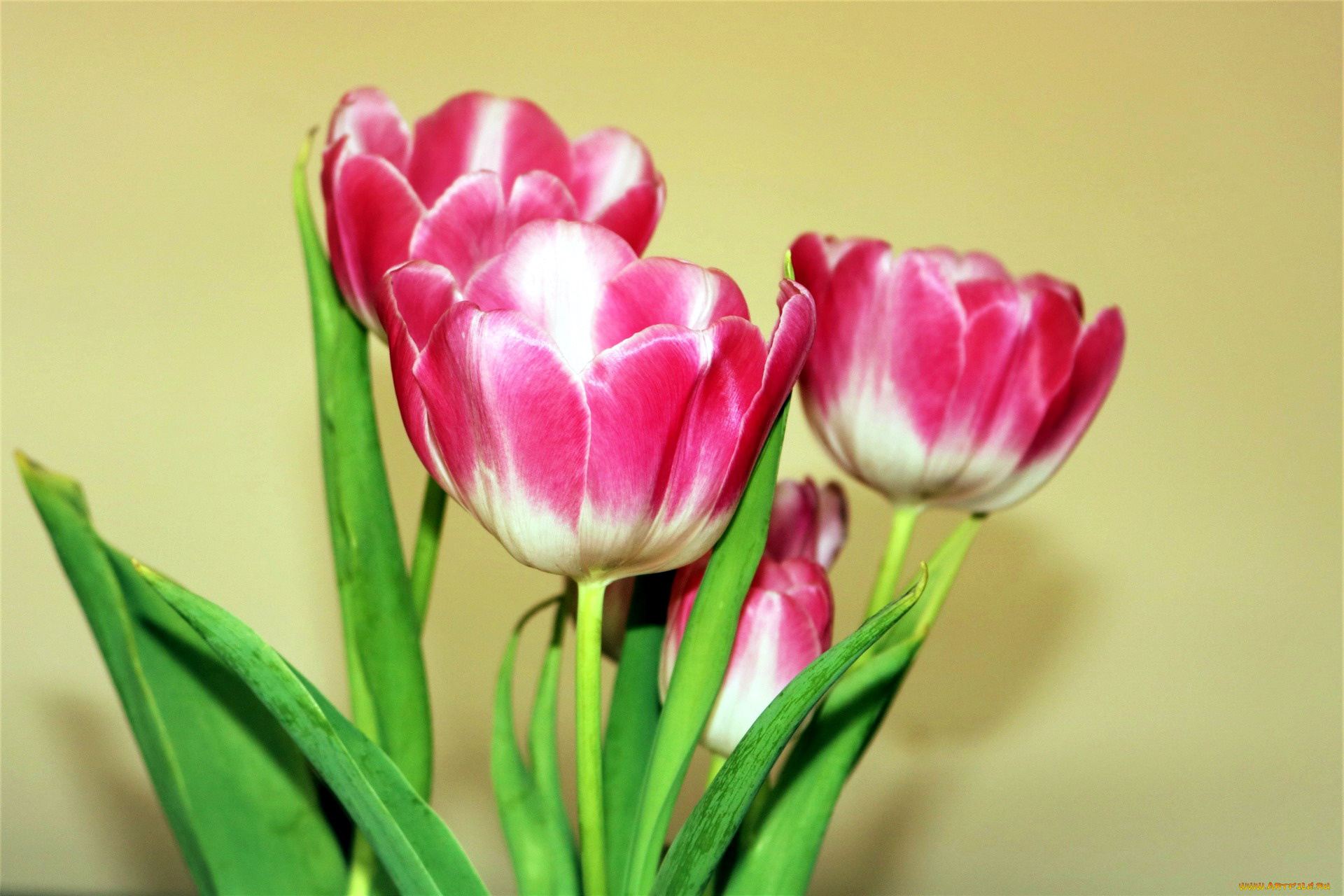 цветы, тюльпаны, двухцветные