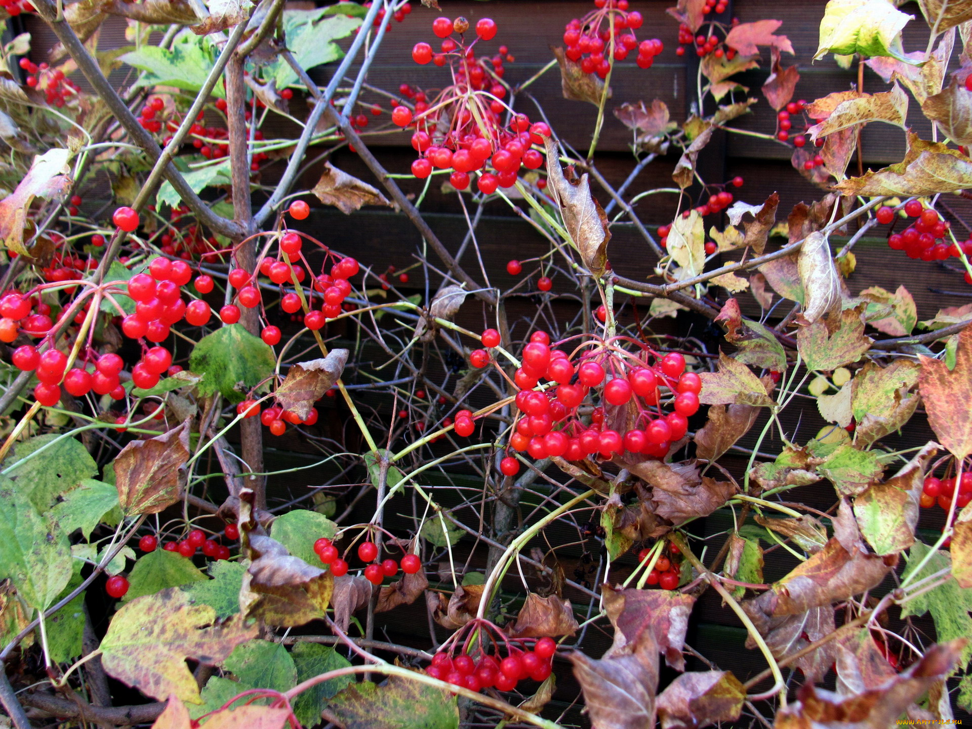 природа, ягоды, осень, листья