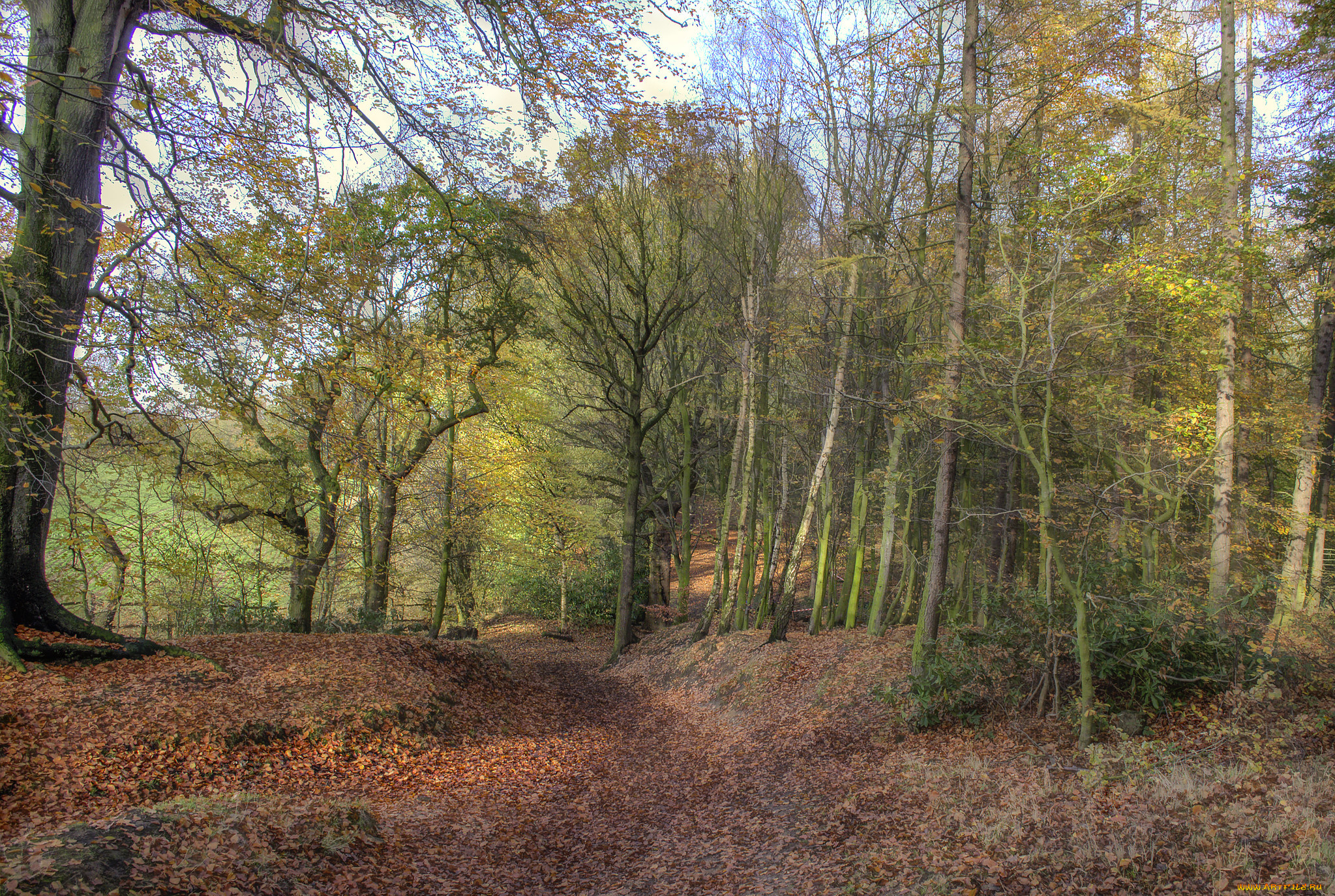 природа, лес, простор