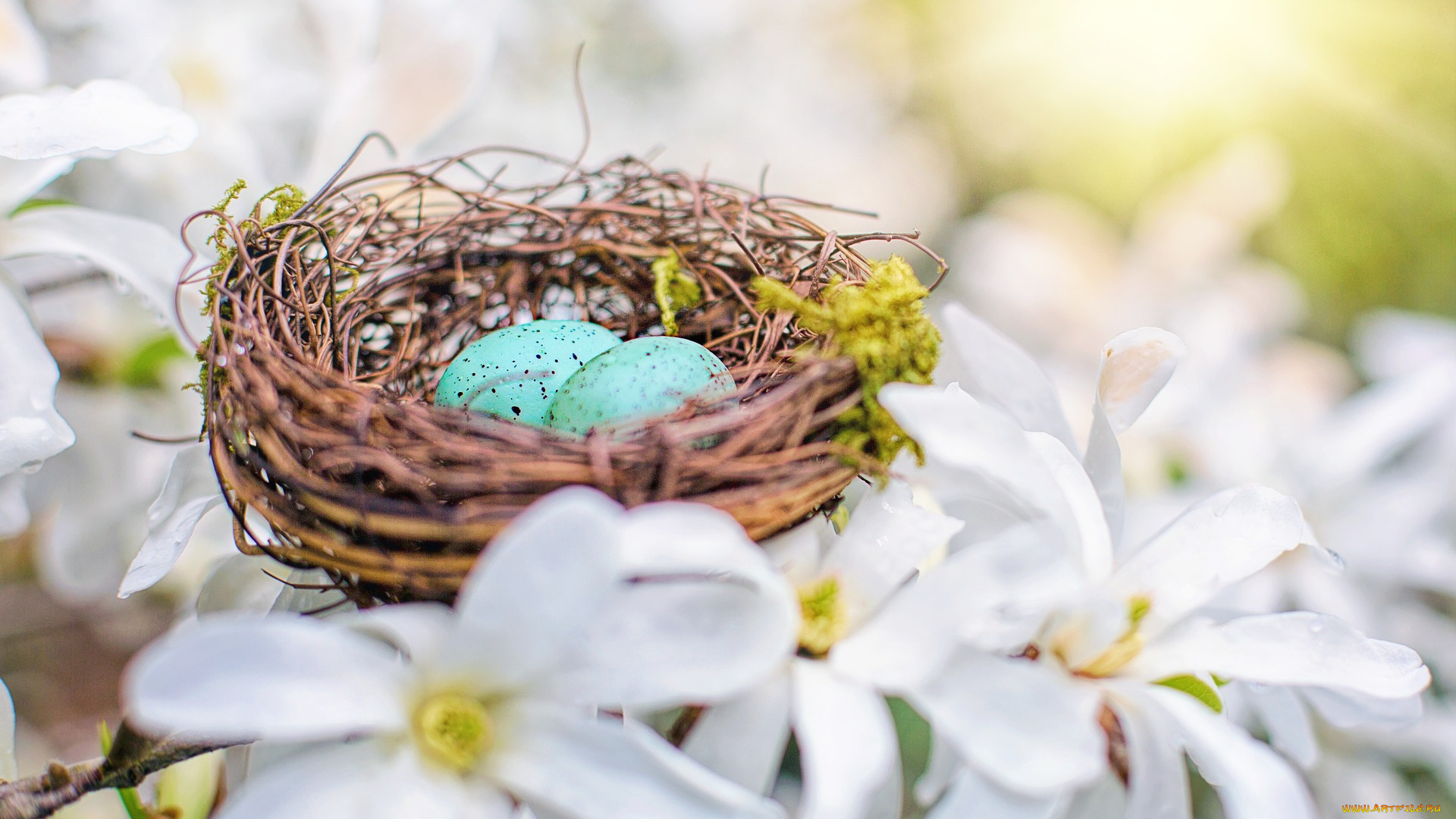 праздничные, пасха, яйца, малиновки, весна, природа, кизил