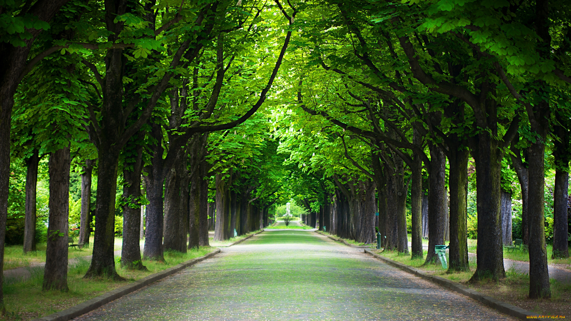 природа, парк, деревья, аллея