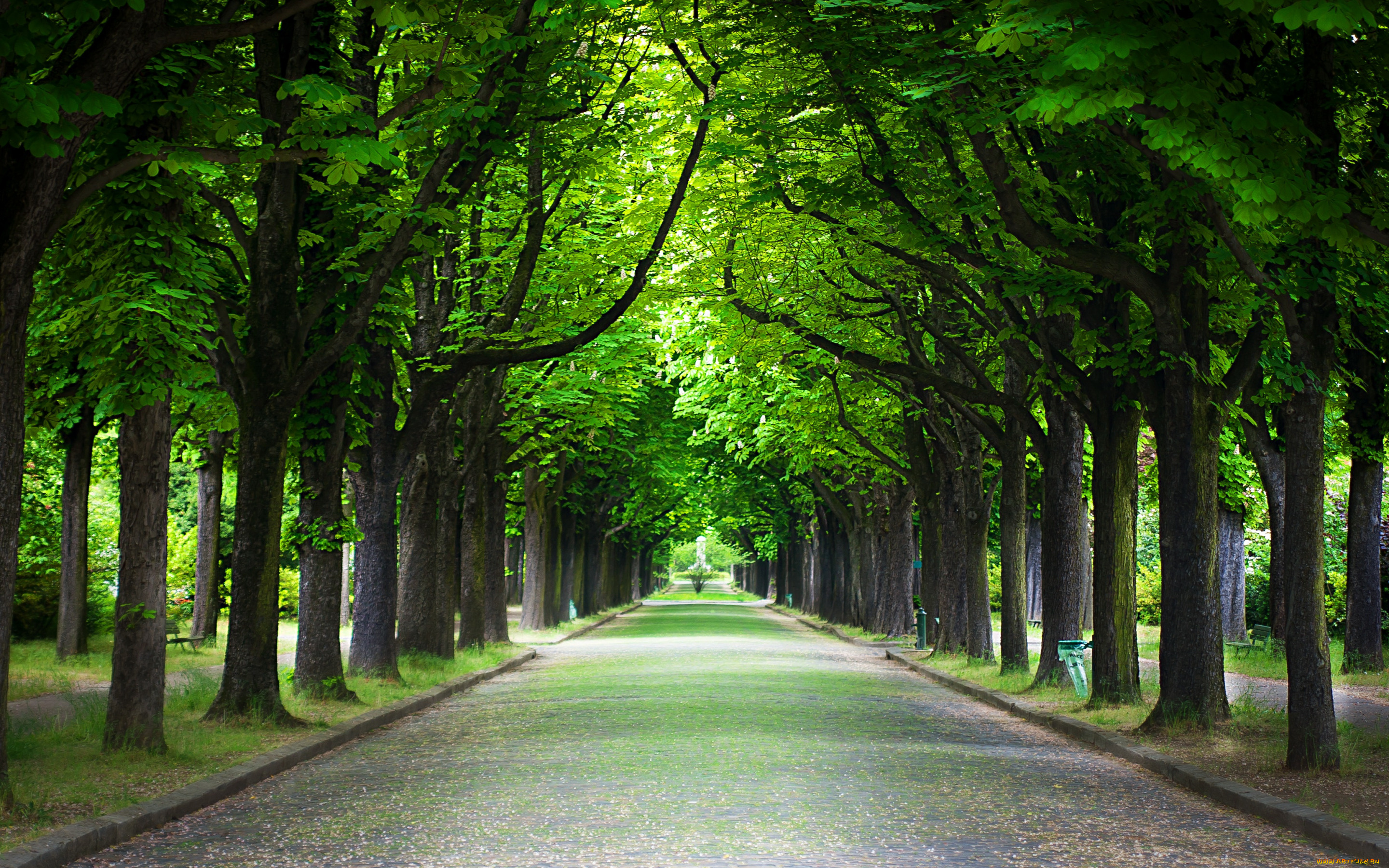 природа, парк, деревья, аллея