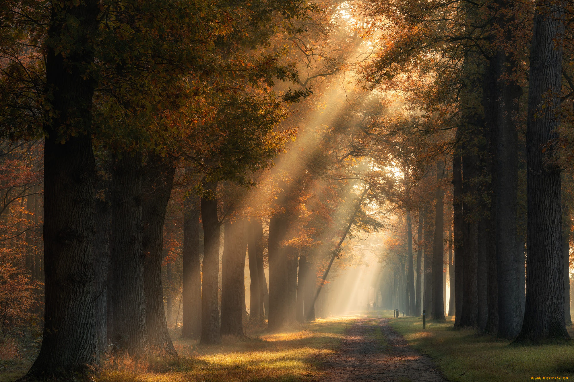 природа, парк, дорога, осень, лес, солнце, лучи, свет, деревья, туман, стволы, листва, утро, дымка, аллея