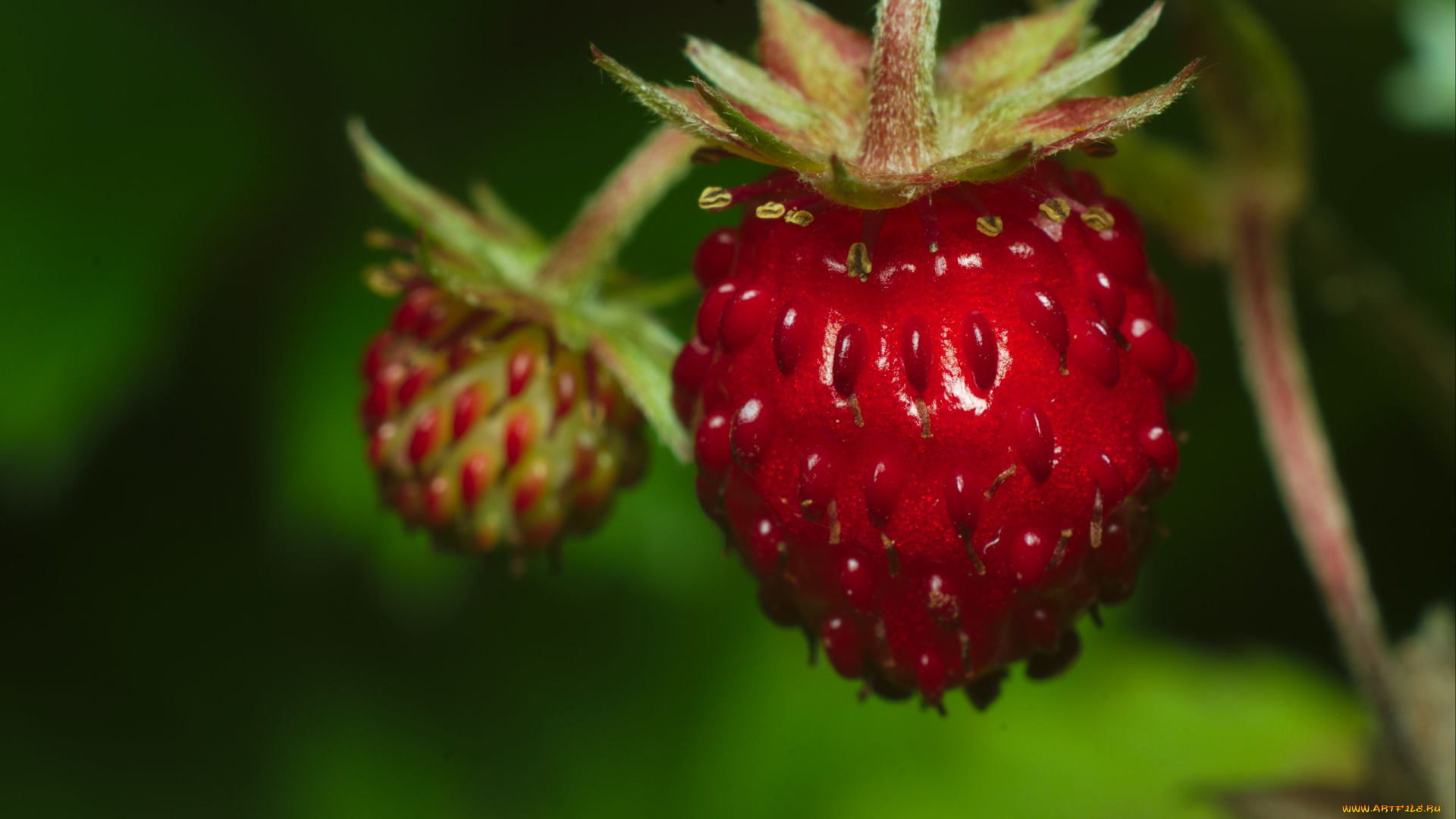 природа, ягоды, клубника, земляника, лесная
