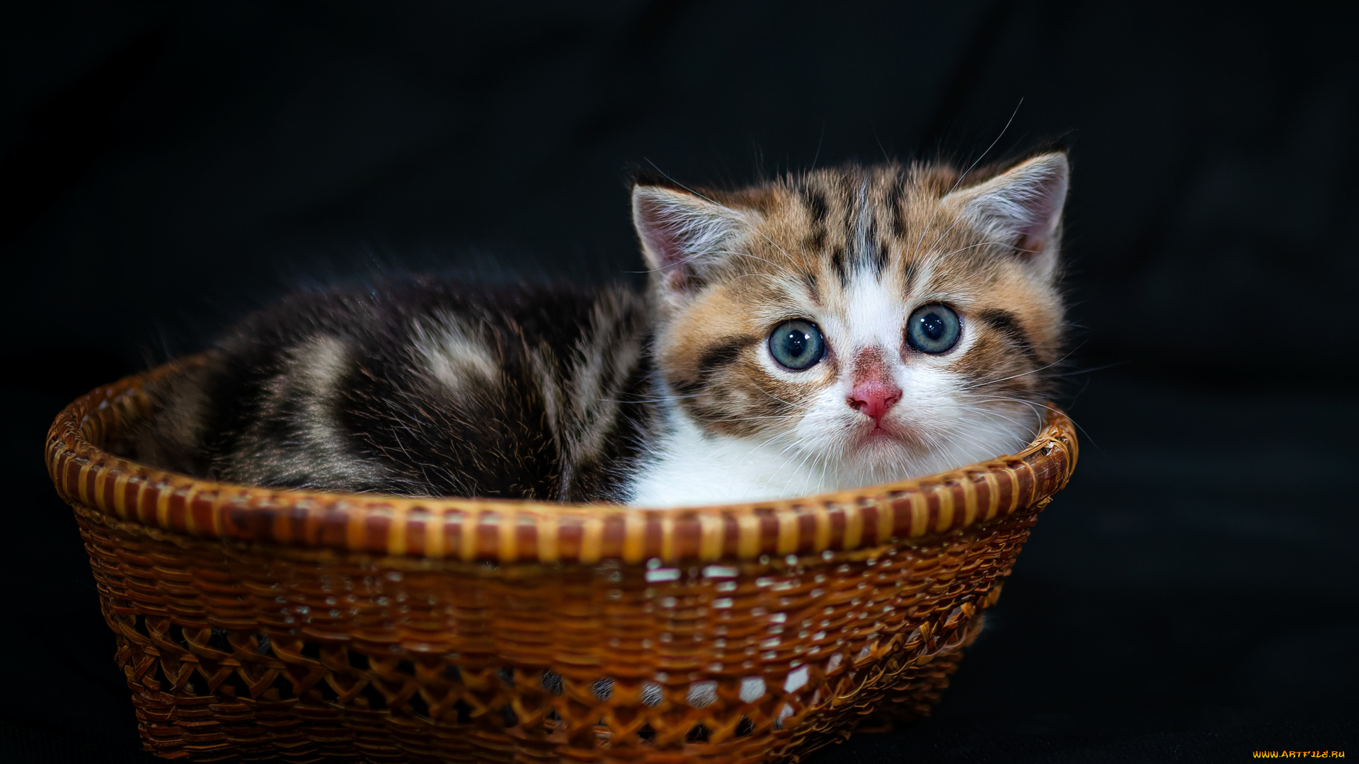 животные, коты, взгляд, малыш, мордочка, котёнок, корзинка, тёмный, фон