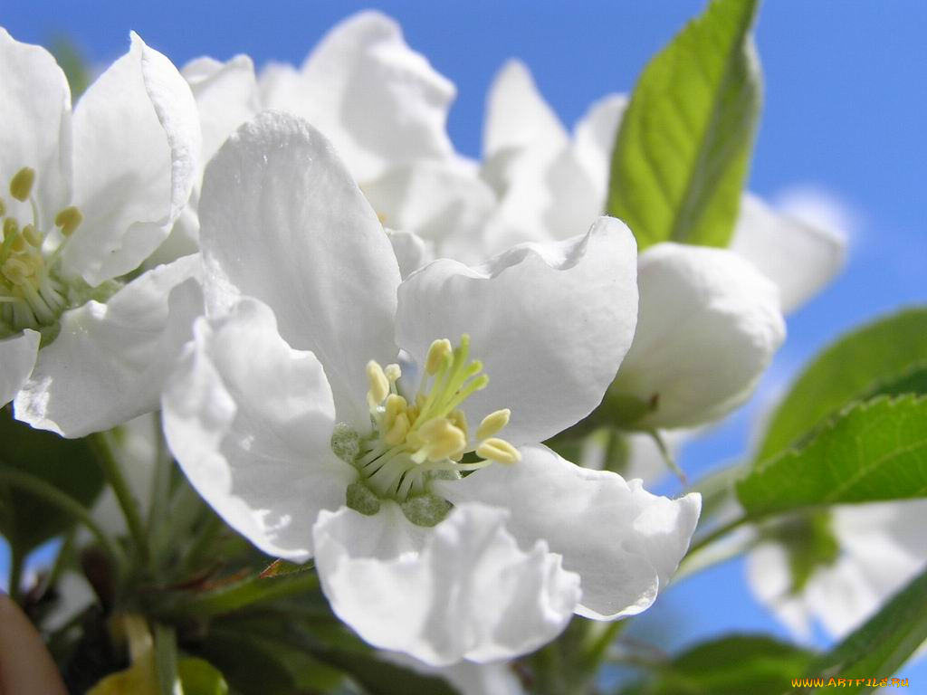 цветы, цветущие, деревья, кустарники