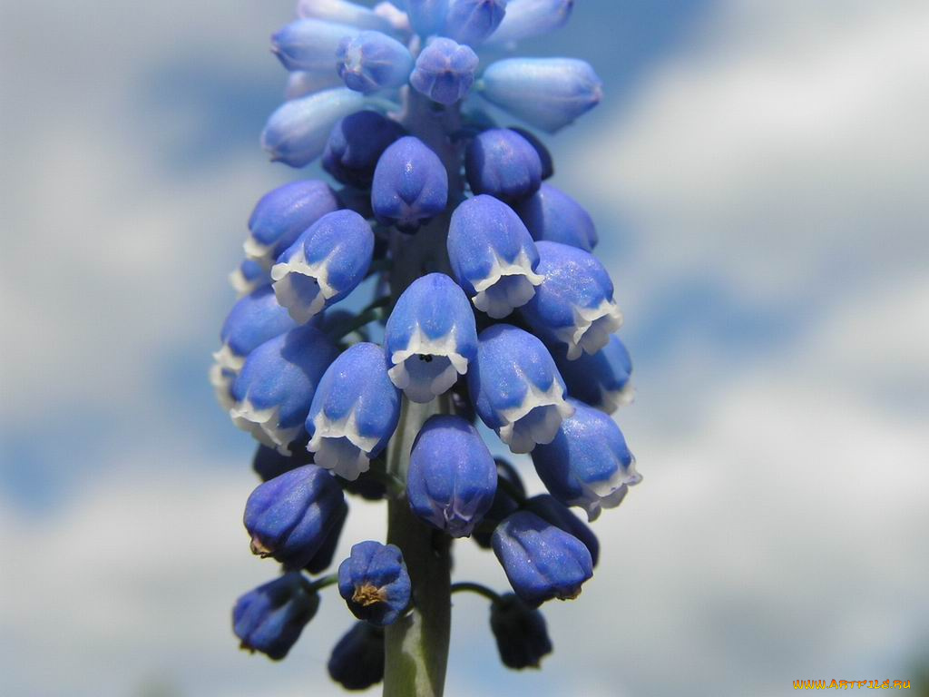 цветы, гиацинты
