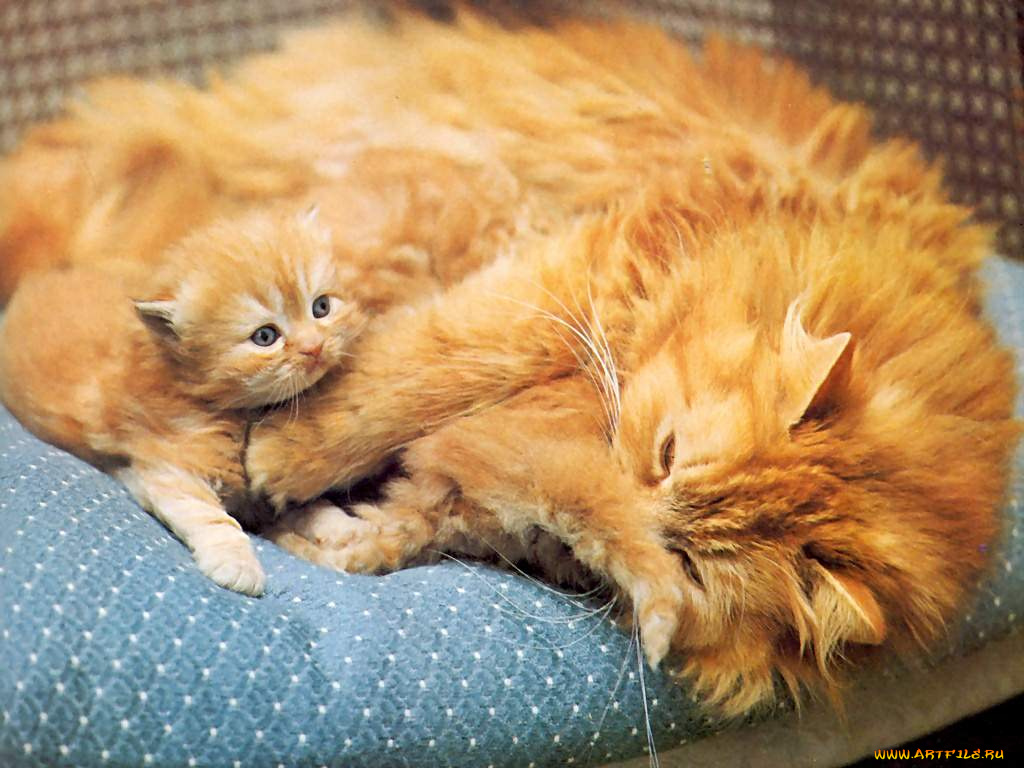 животные, коты