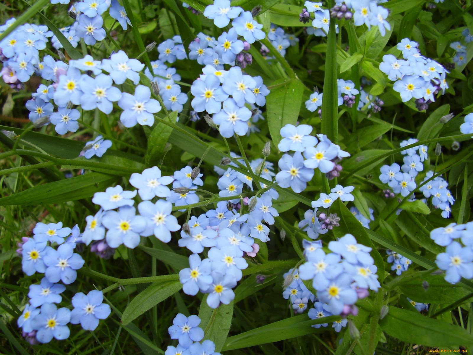 незабудки, цветы