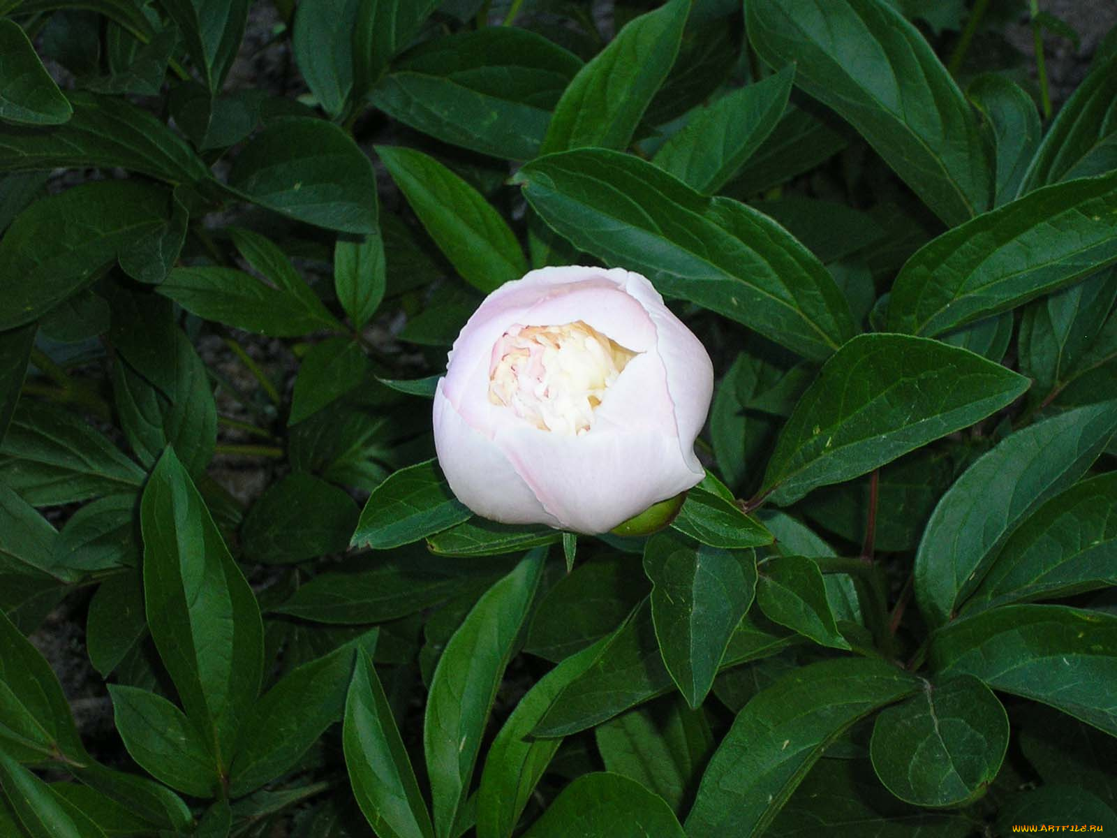 цветы, пионы