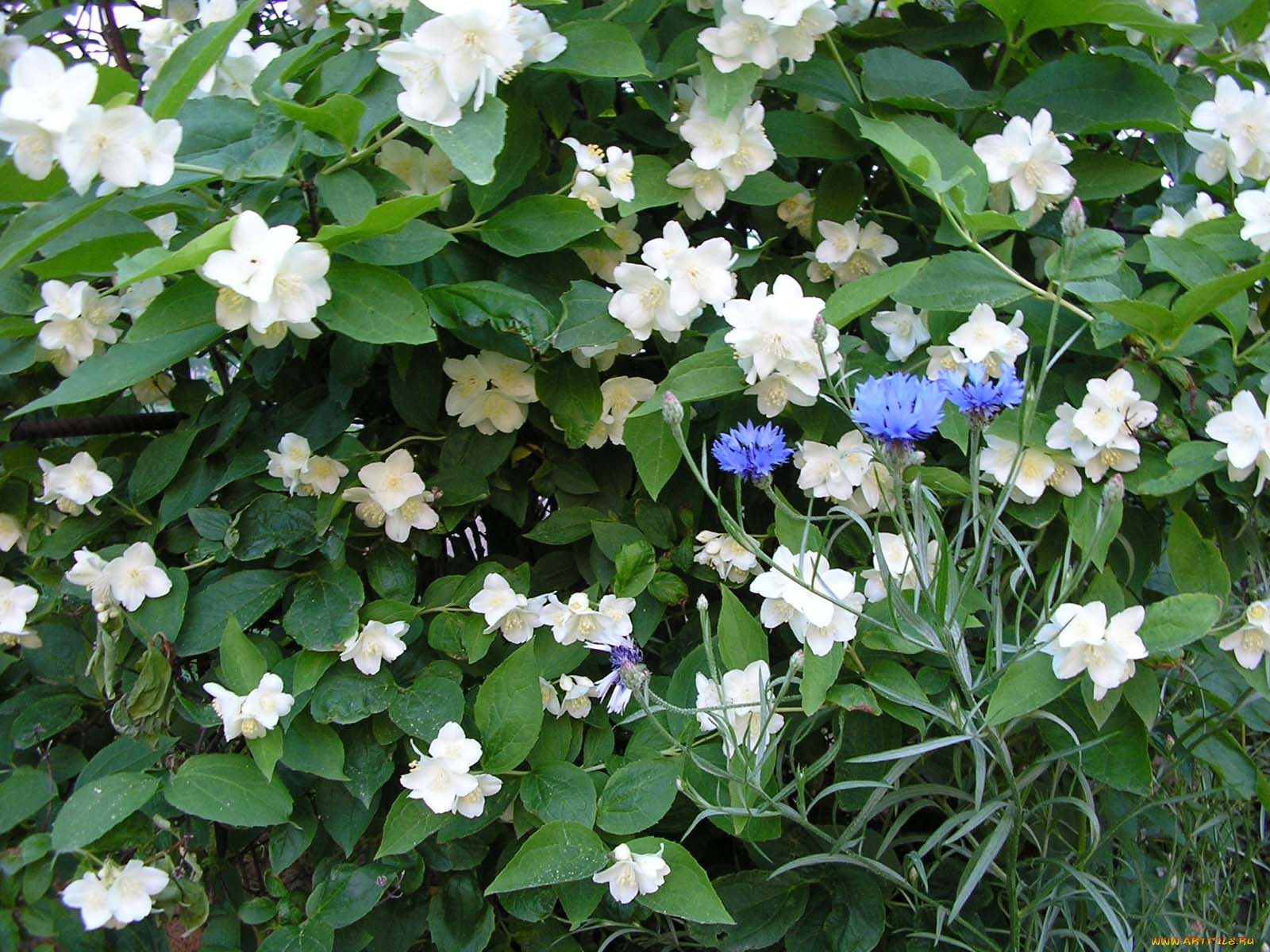 цветы, разные, вместе