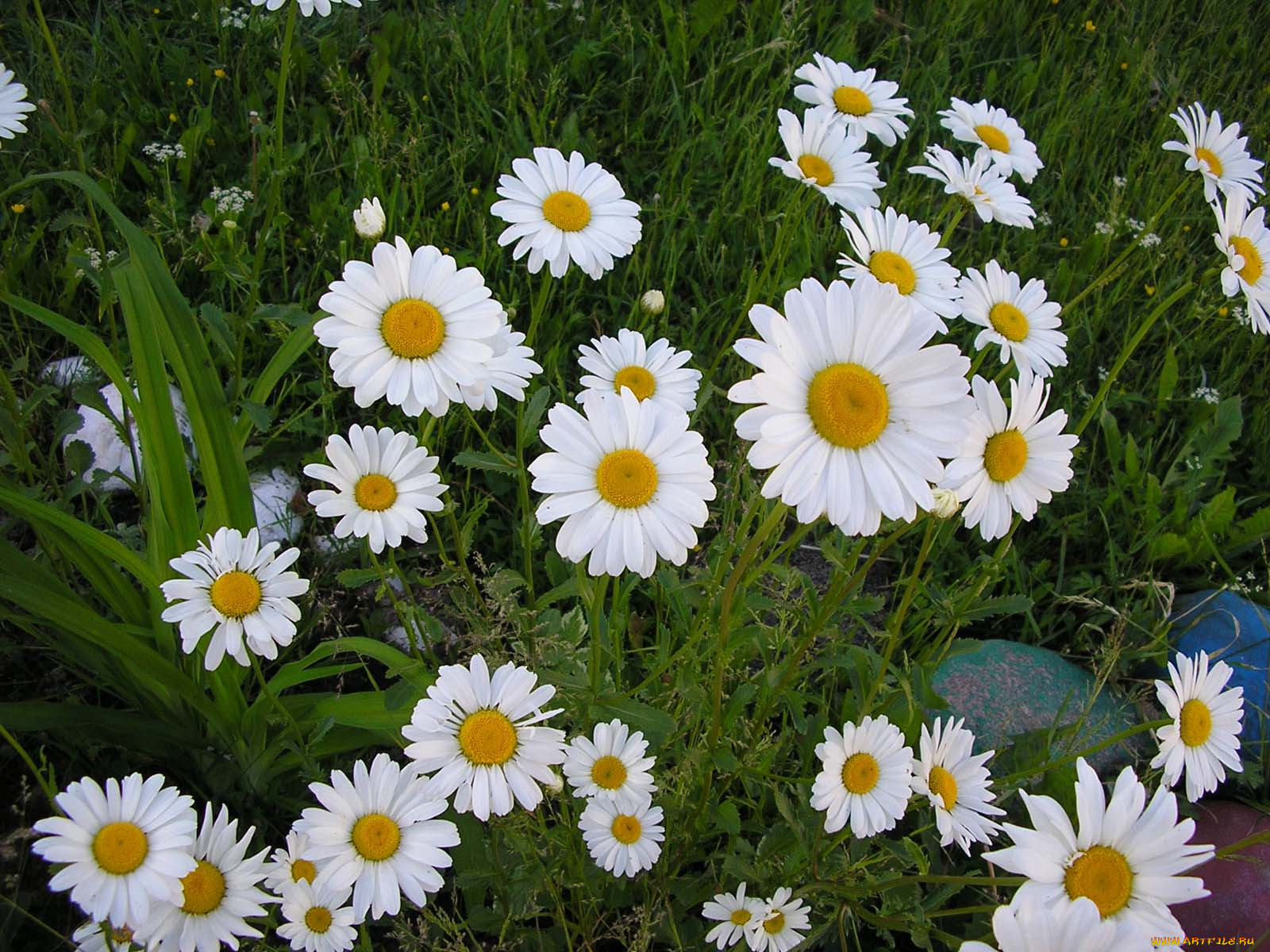 цветы, ромашки
