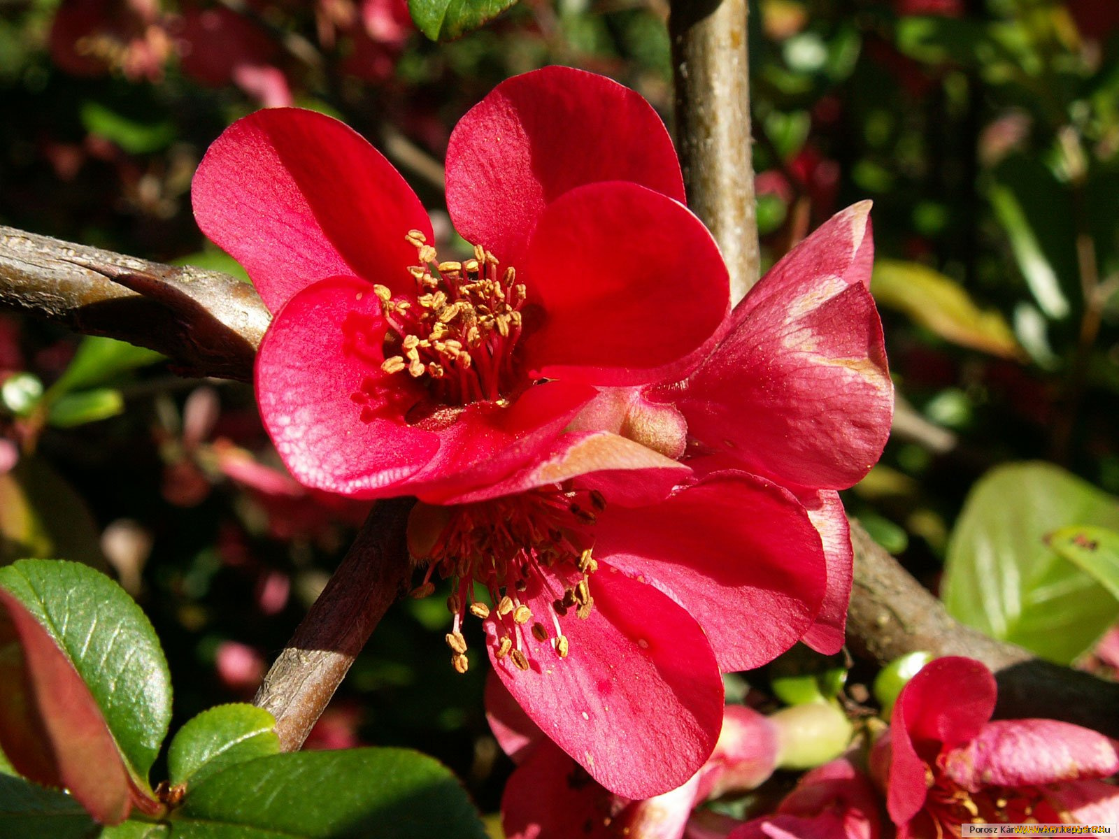 цветы, айва