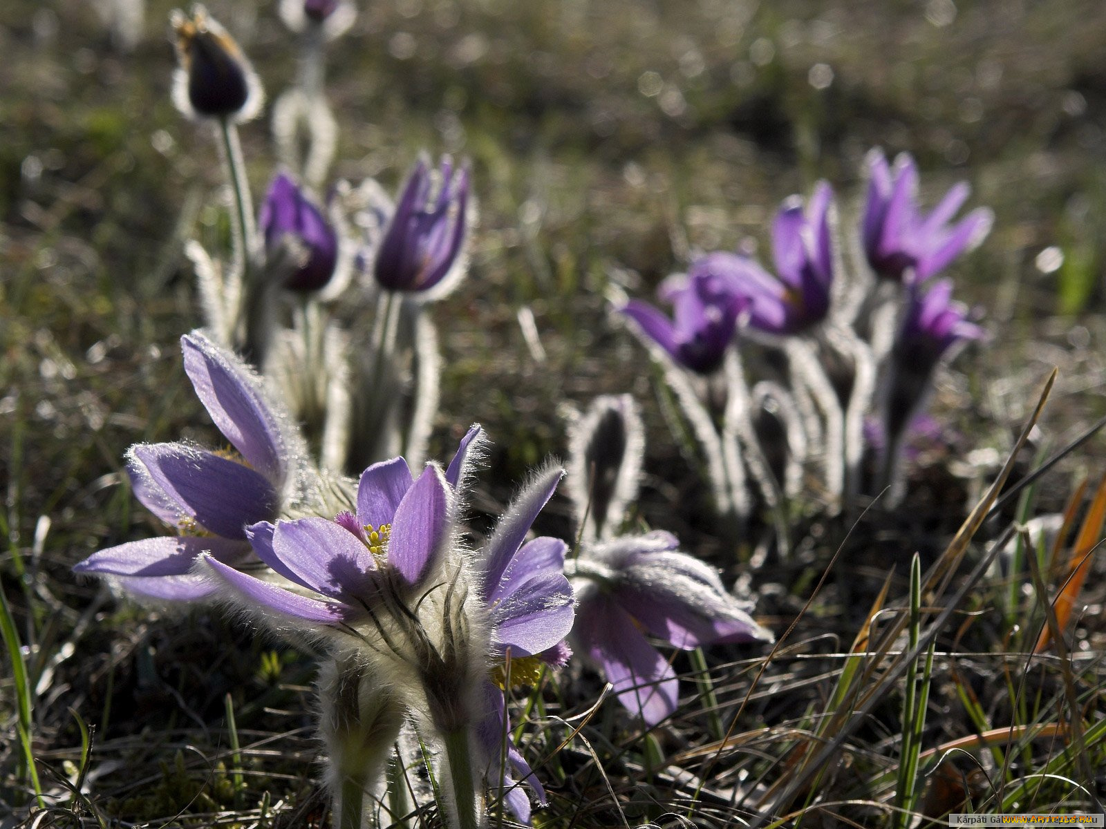 цветы, анемоны, адонисы
