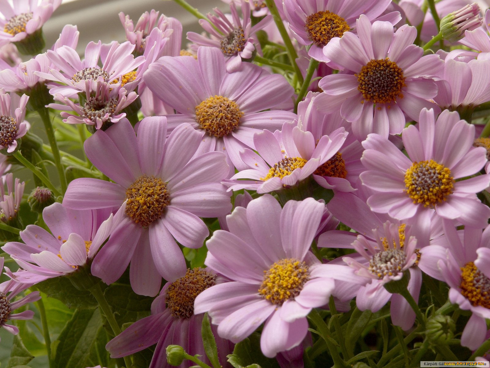 цветы, цинерария