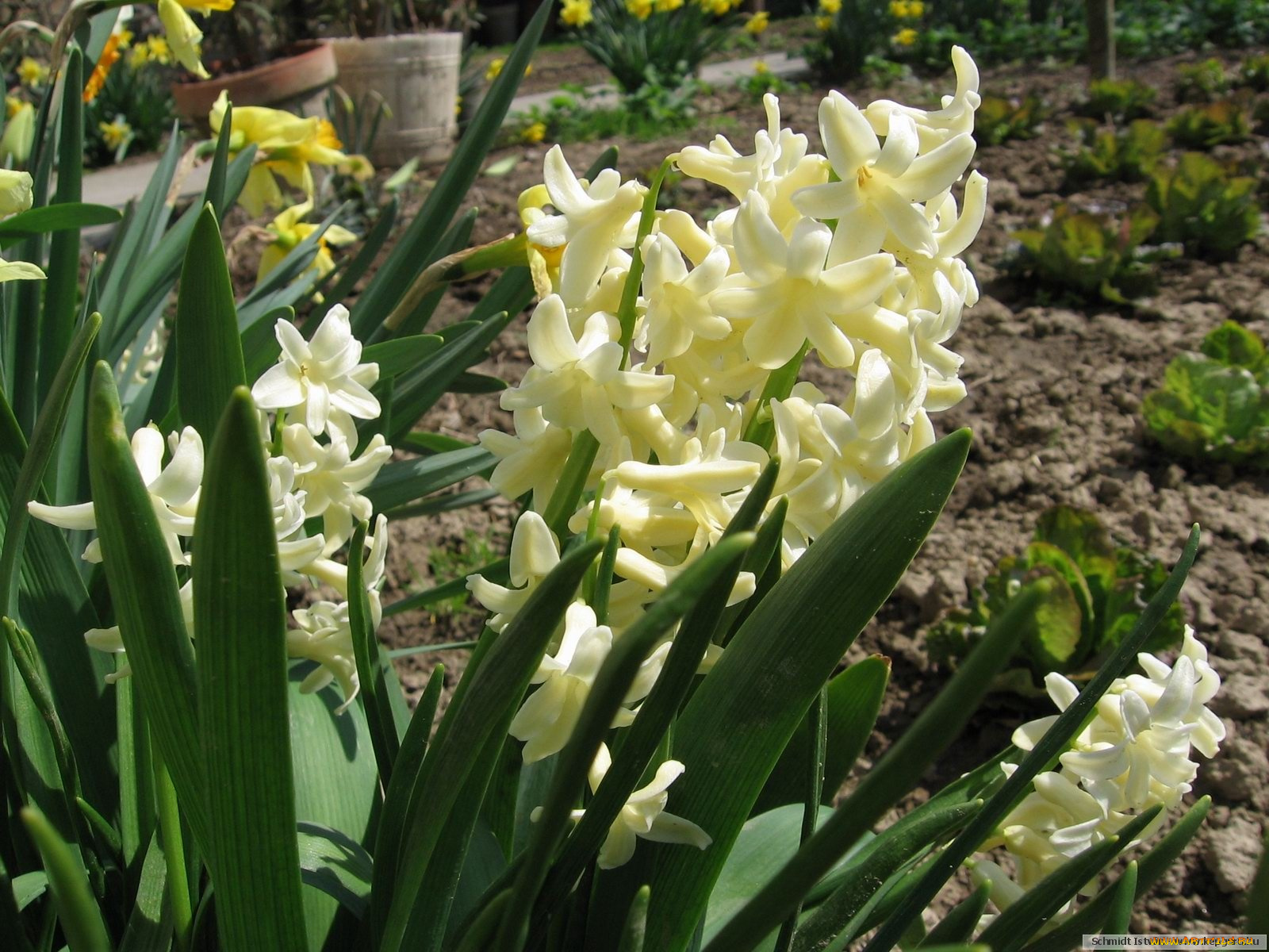 цветы, гиацинты