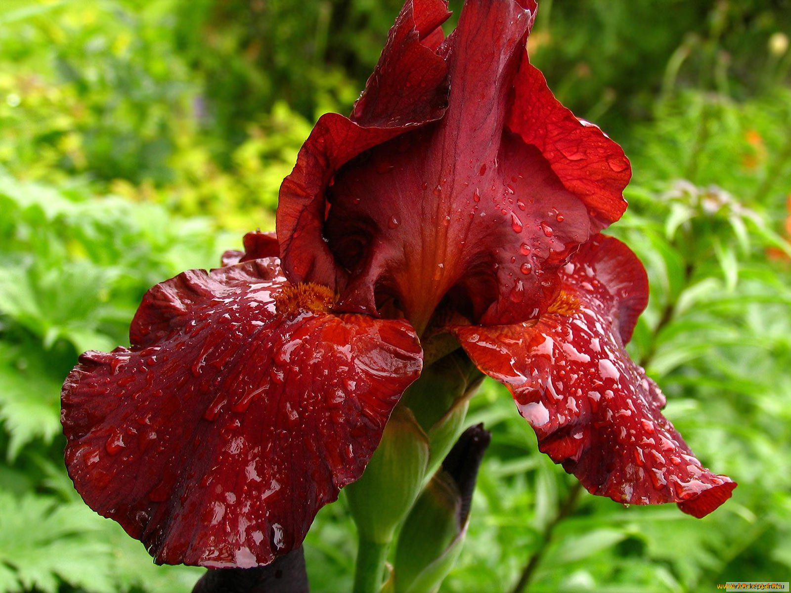 цветы, ирисы