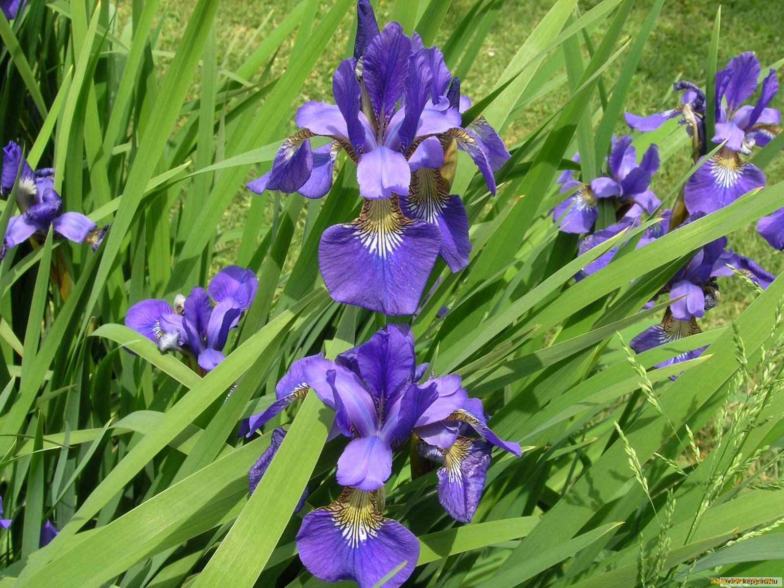 цветы, ирисы