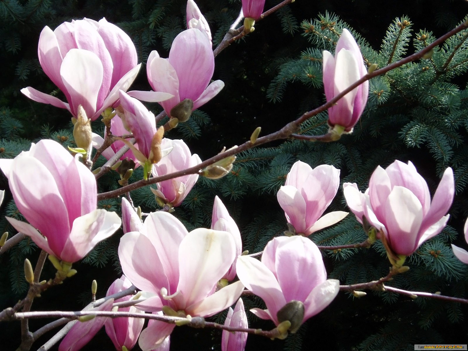 цветы, магнолии