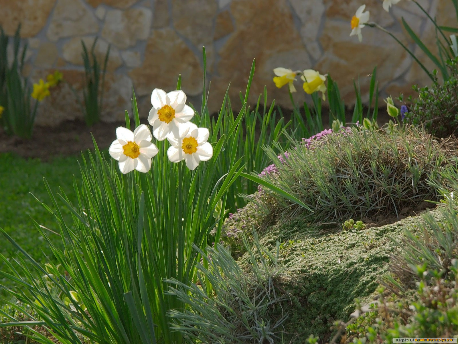 цветы, нарциссы