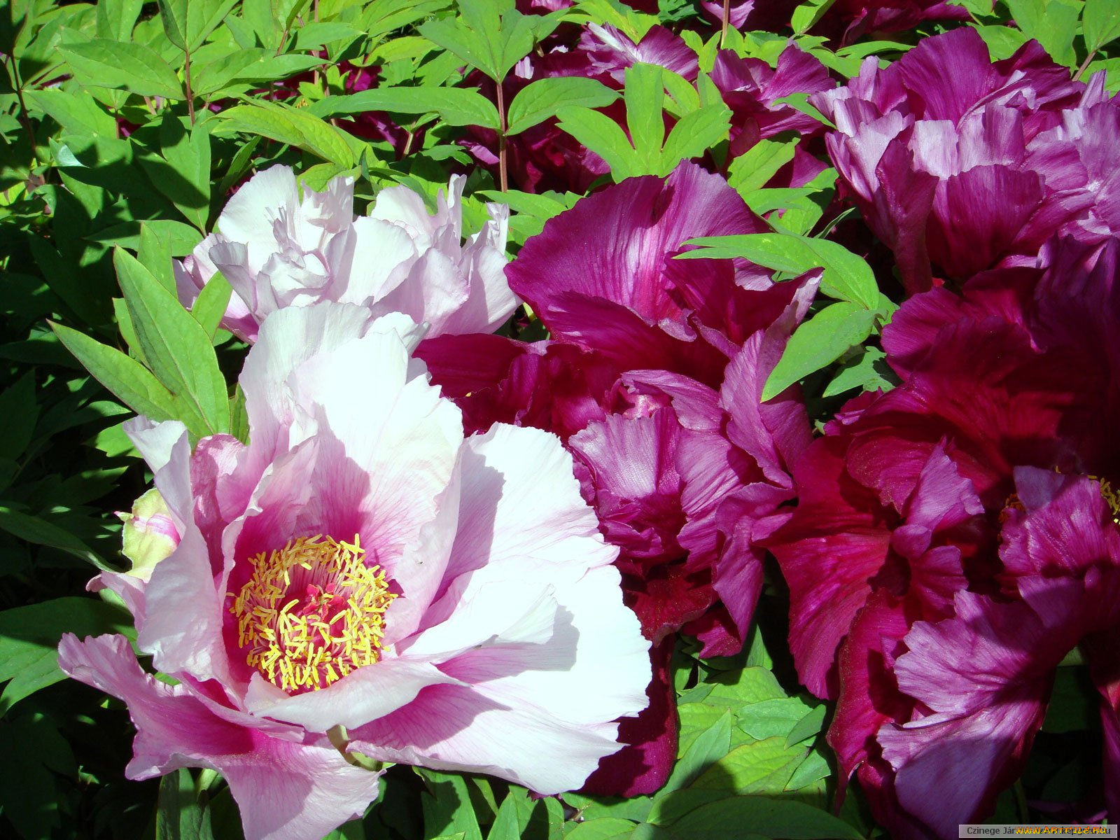 цветы, пионы