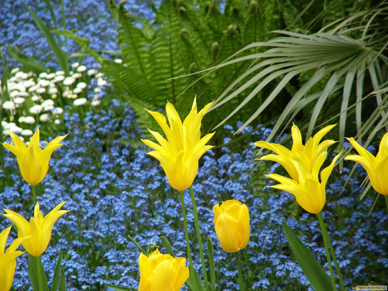 цветы, разные, вместе