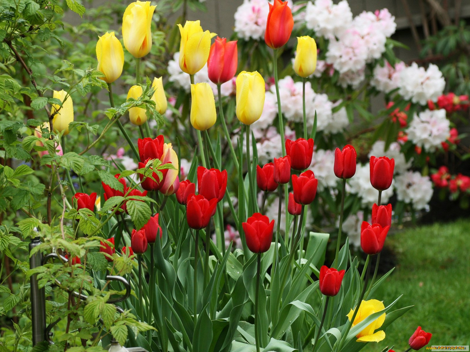 цветы, тюльпаны