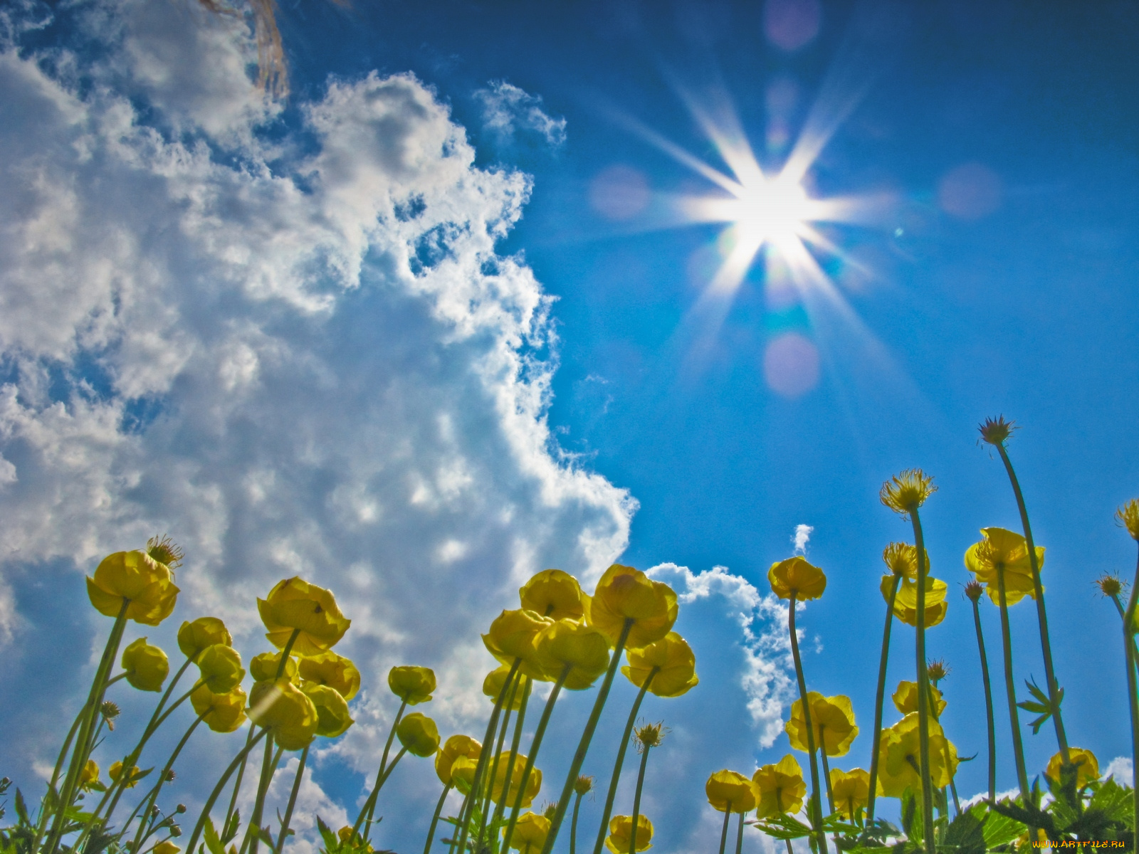 цветы, калужницы, лютики