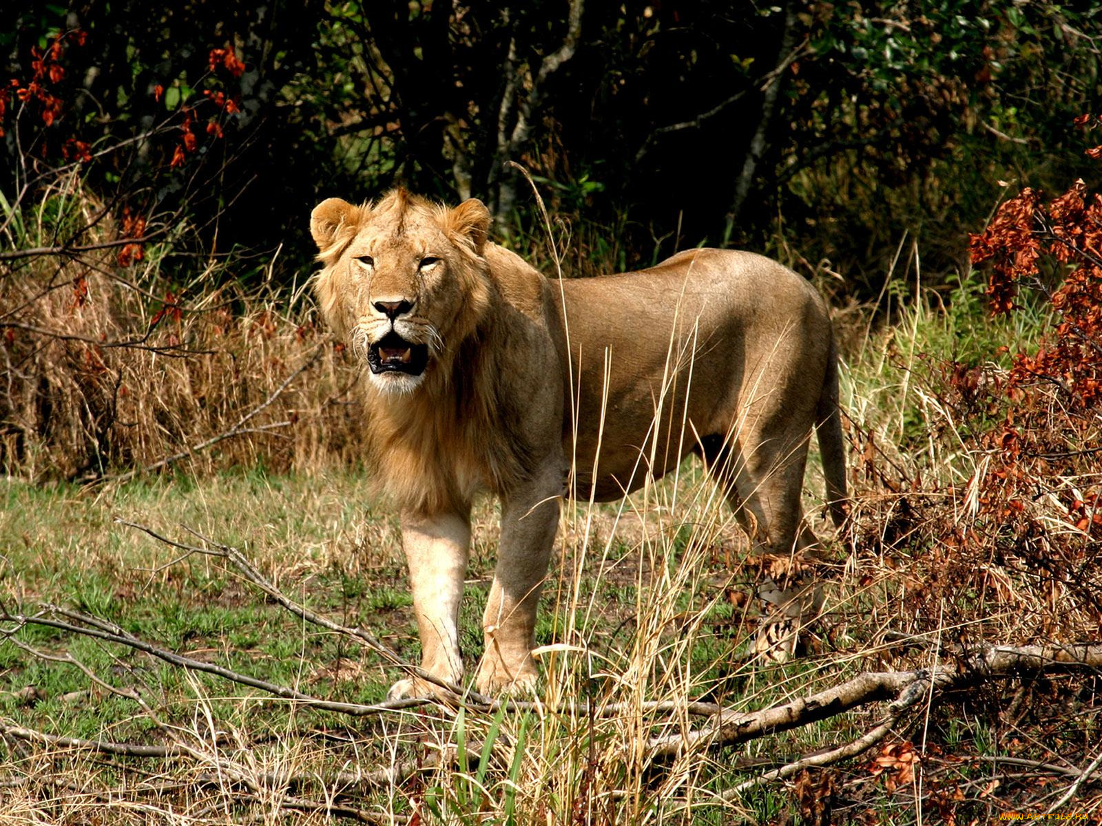 животные, львы