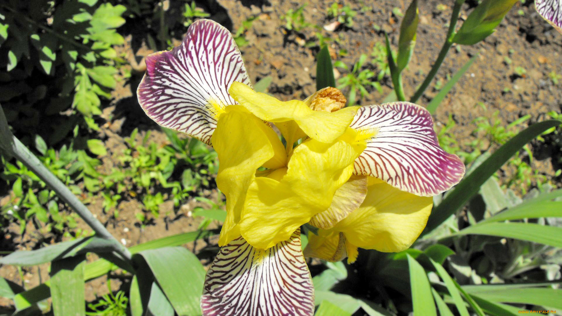 цветы, ирисы