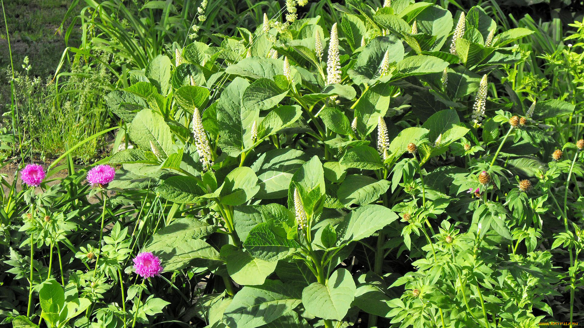 цветы, разные, вместе