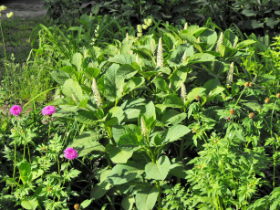 Картинка цветы разные вместе