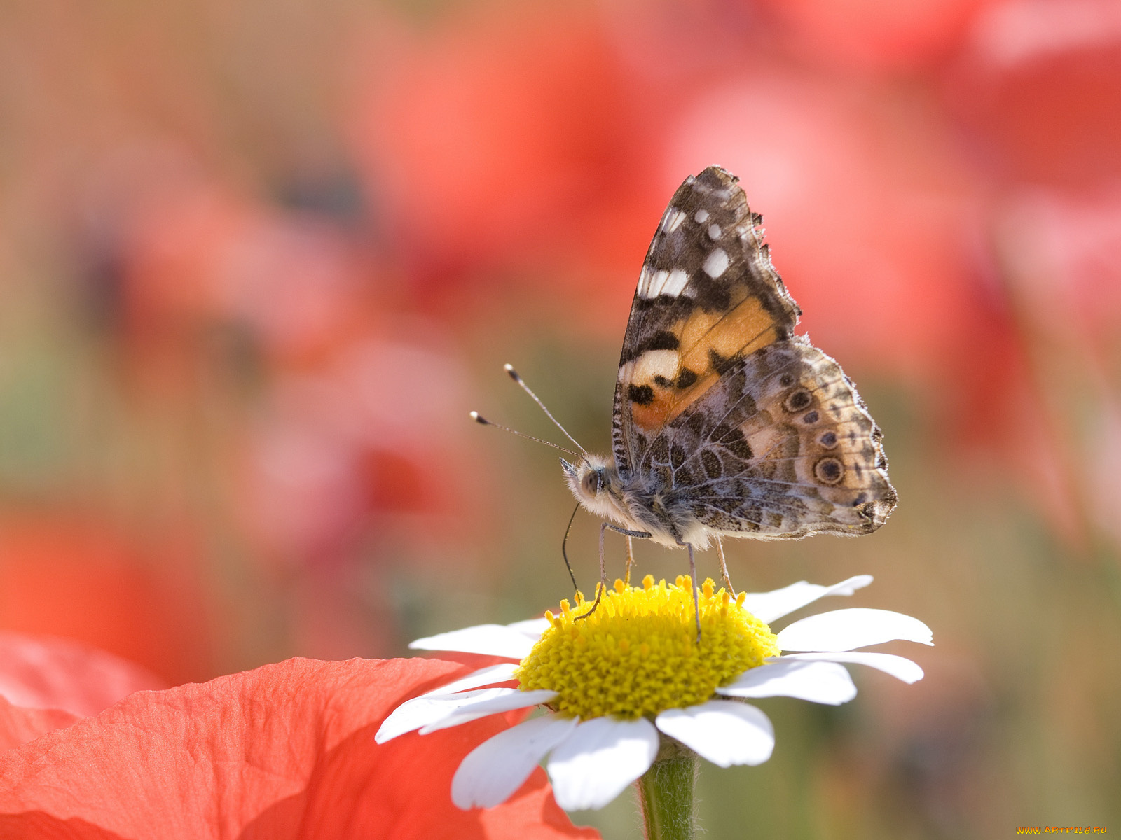 животные, бабочки